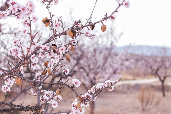 Peachwood for Lunar New Year