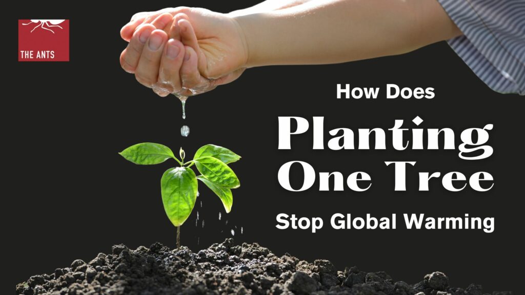 How Planting Just One Tree Helps Stop Global Warming?