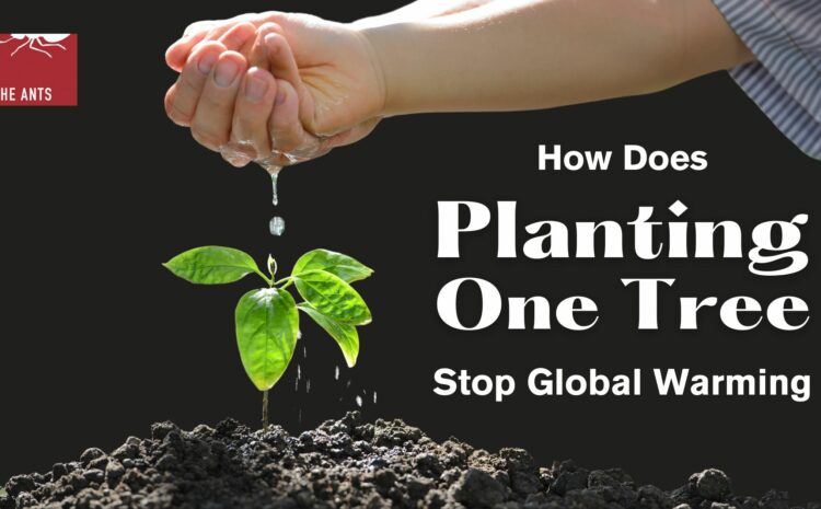 How Planting Just One Tree Helps Stop Global Warming?