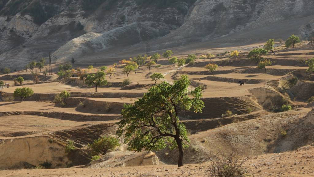 The root of tree holds up the soil Planting a Tree