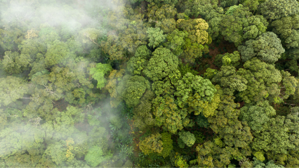 Trees absorbing carbon dioxide Planting a Tree