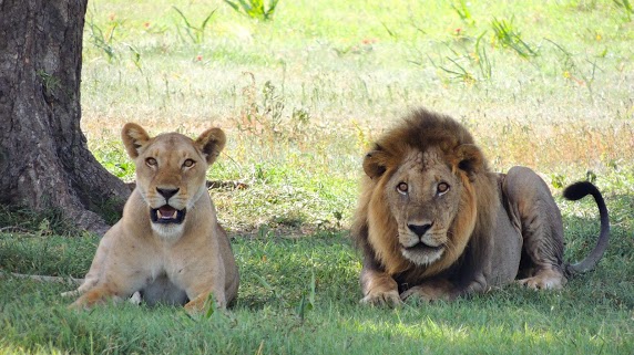 Lion Safari of Etawah