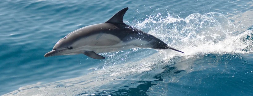 The dolphin spotted in the confluence of Pachnada in Etawah